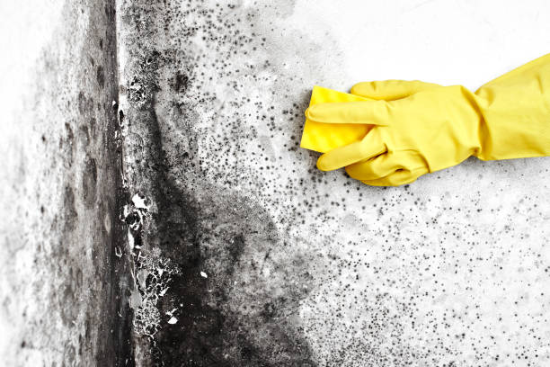 Best Mold Removal for HVAC Installations  in Bertsch Oceanview, CA